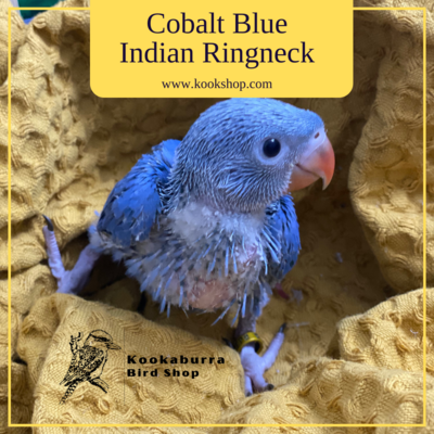 Cobalt Blue Indian Ringnecked Parakeet