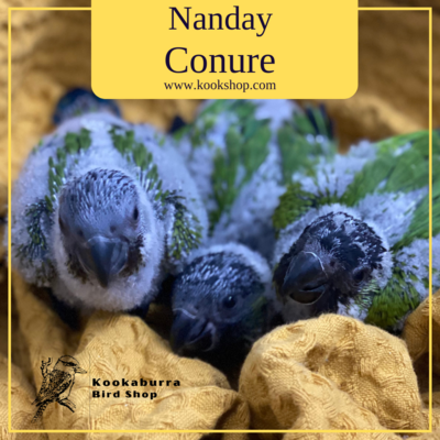 Nanday Conure