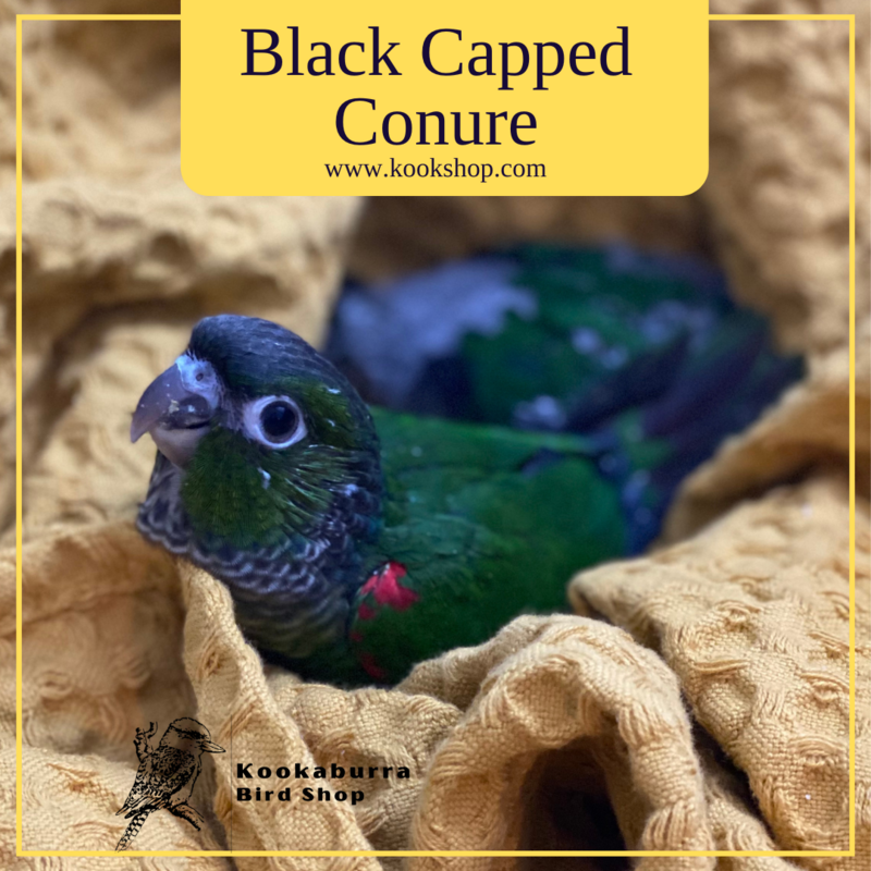 Black Capped Conure