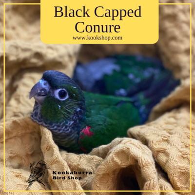 Black Capped Conure