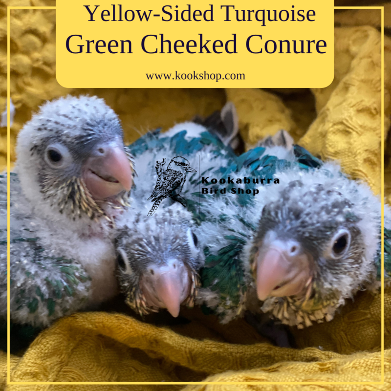 Yellow-Sided Turquoise Green Cheeked Conure