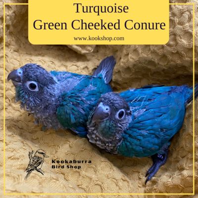 Turquoise Green Cheeked Conure
