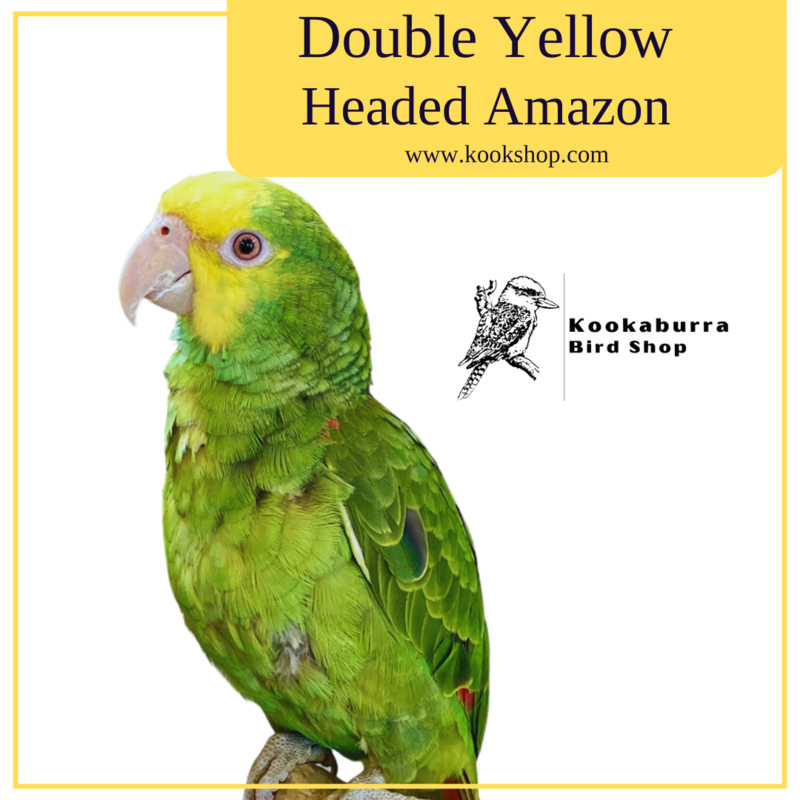 Double Yellow Head Amazon
