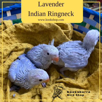 Lavender Indian Ringnecked Parrot
