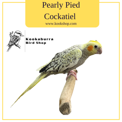 Pearly Pied Cockatiel