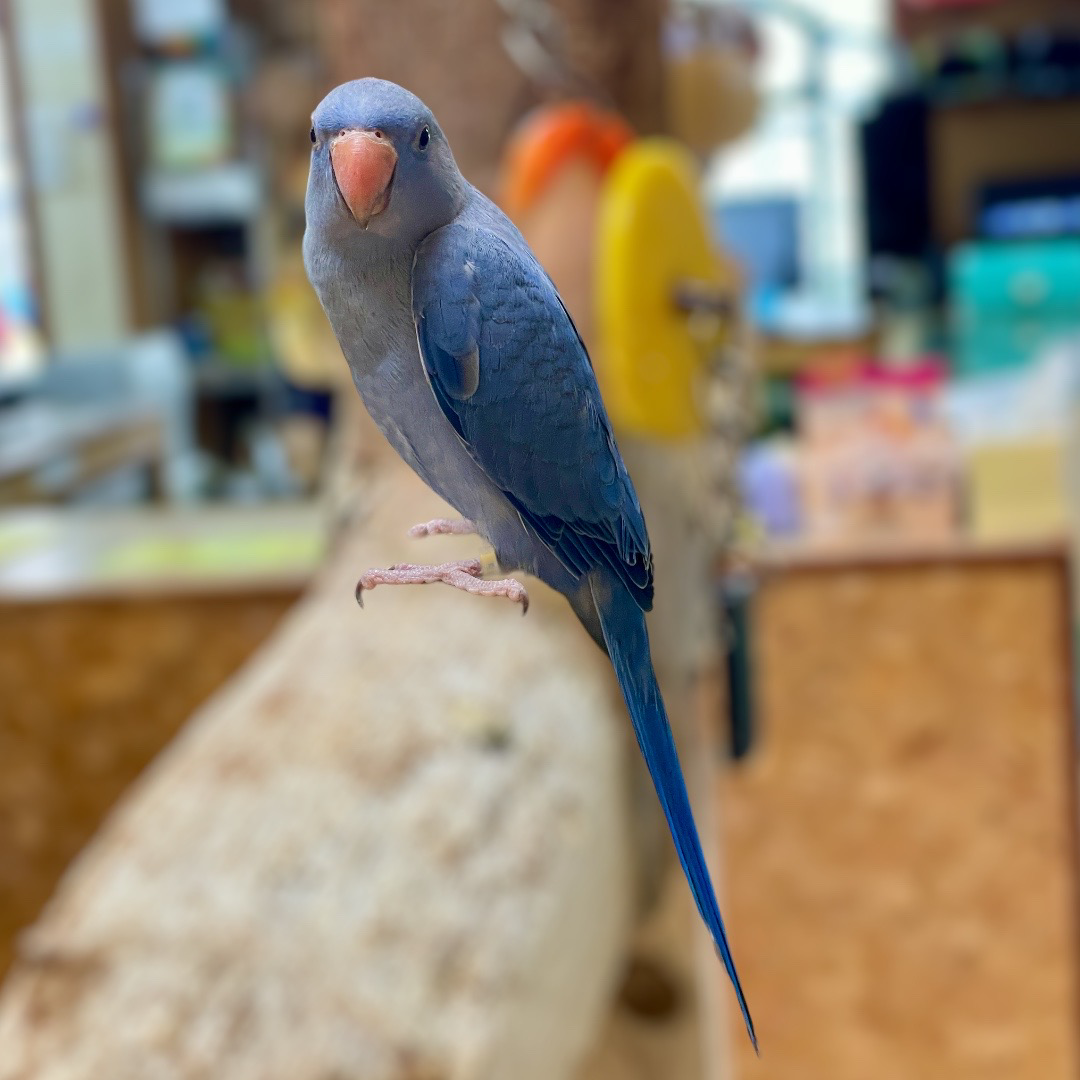 Cobalt/Violet Blue Indian Ringnecked Parakeet