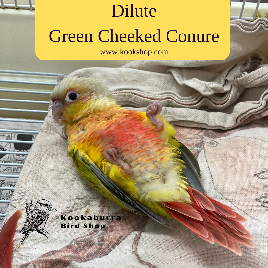 Pineapple Conures Why They Make a Perfect Pet Bird