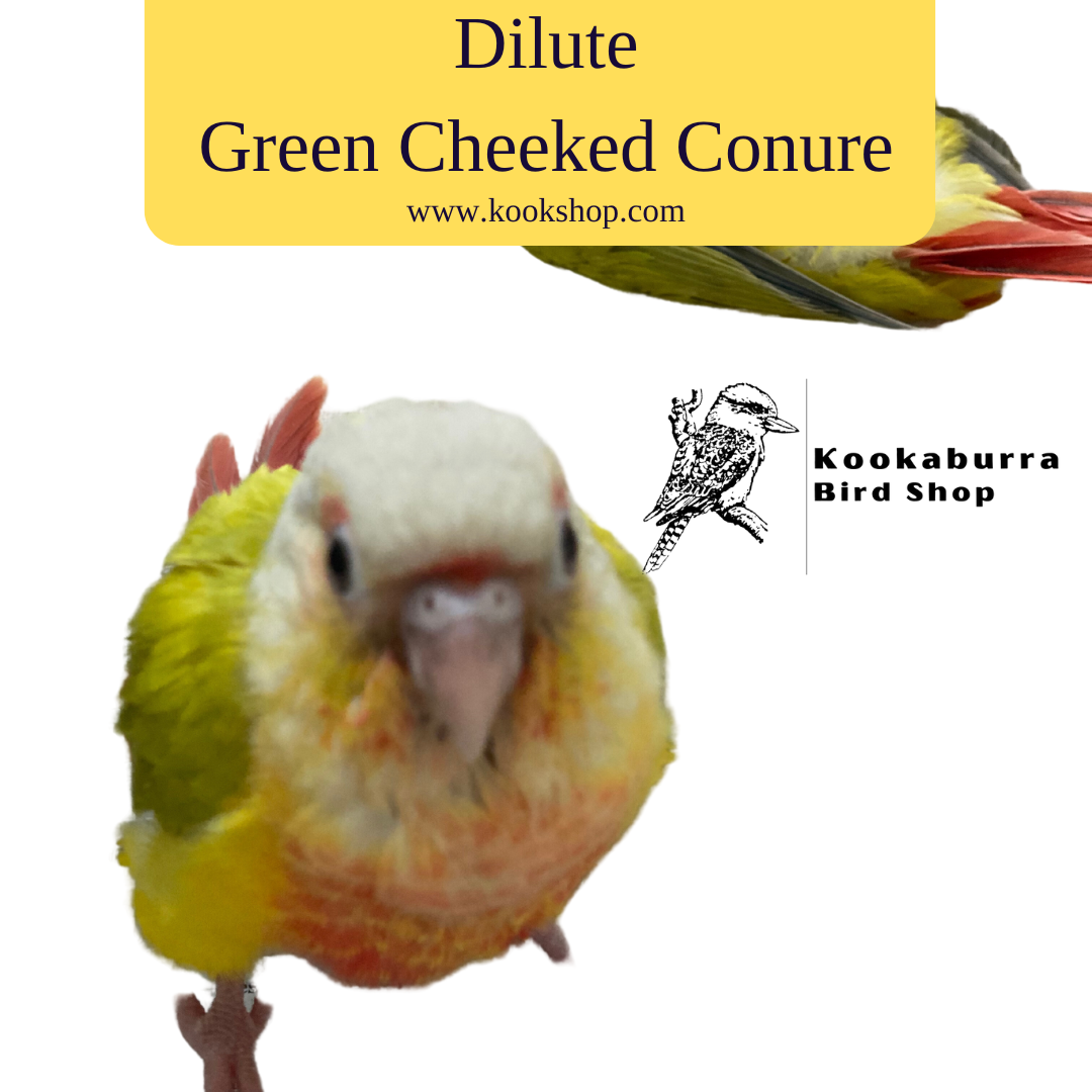 Dilute Green Cheeked Conure