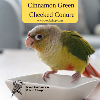 Cinnamon Green Cheeked Conure