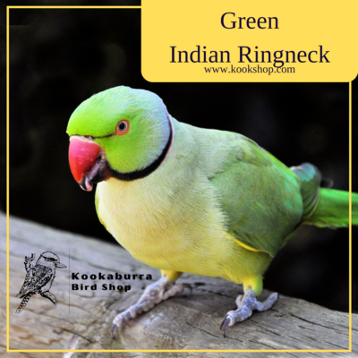Green Ringnecked Parrot