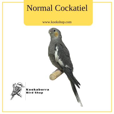 Cockatiel (Normal)
