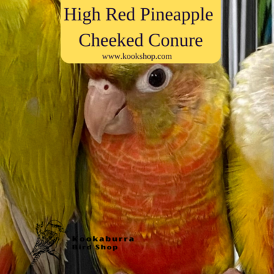 High Red Pineapple Green Cheeked Conure