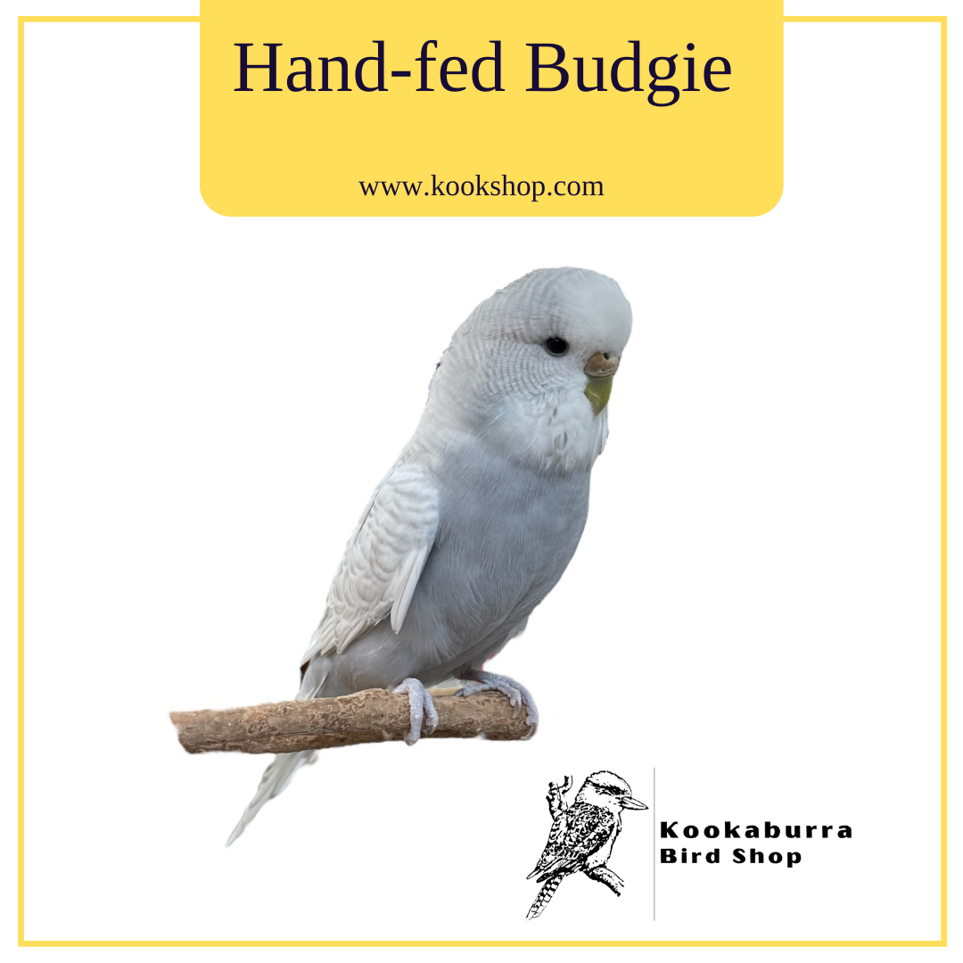 Hand-fed Budgies (Grey) image