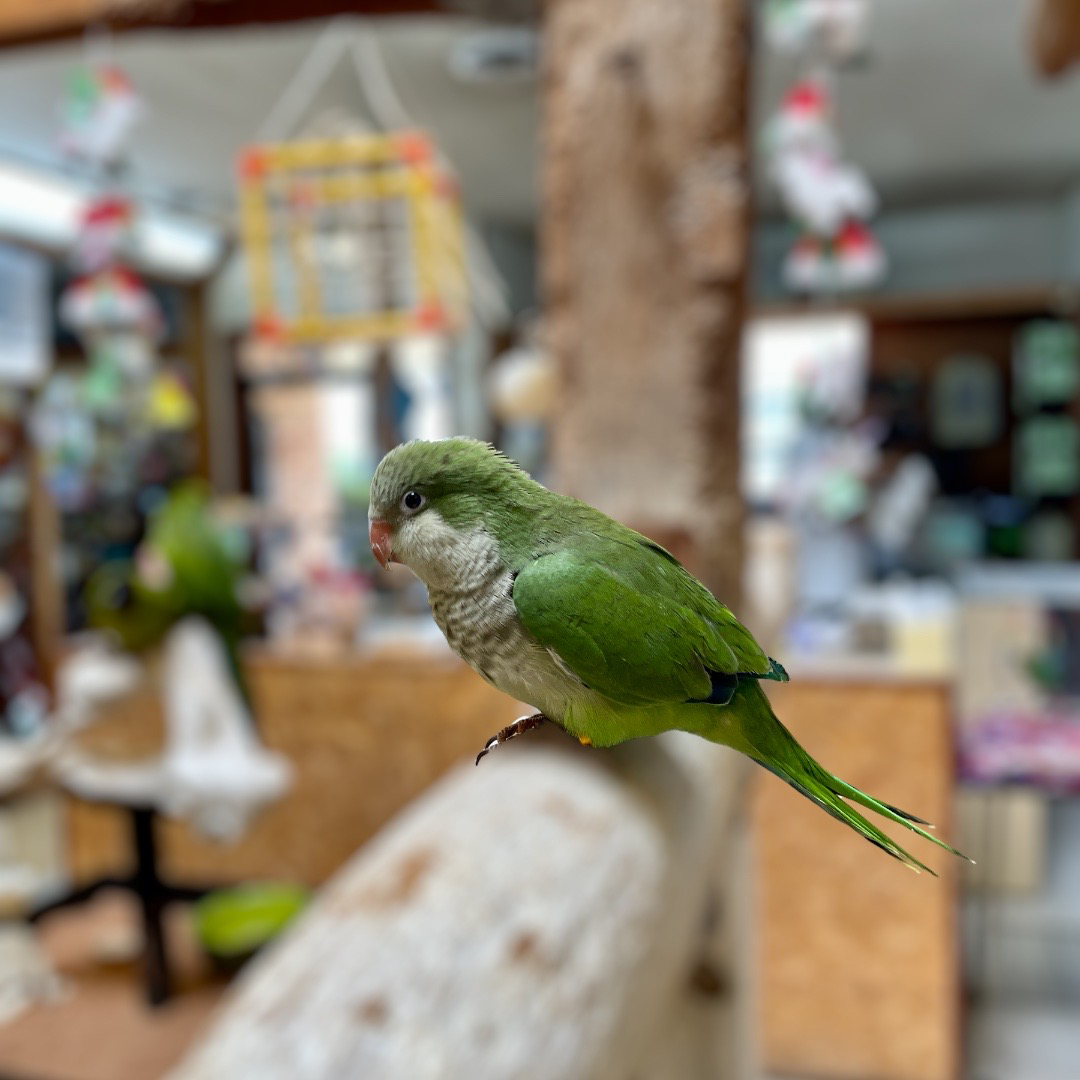 Green Quaker Parrot