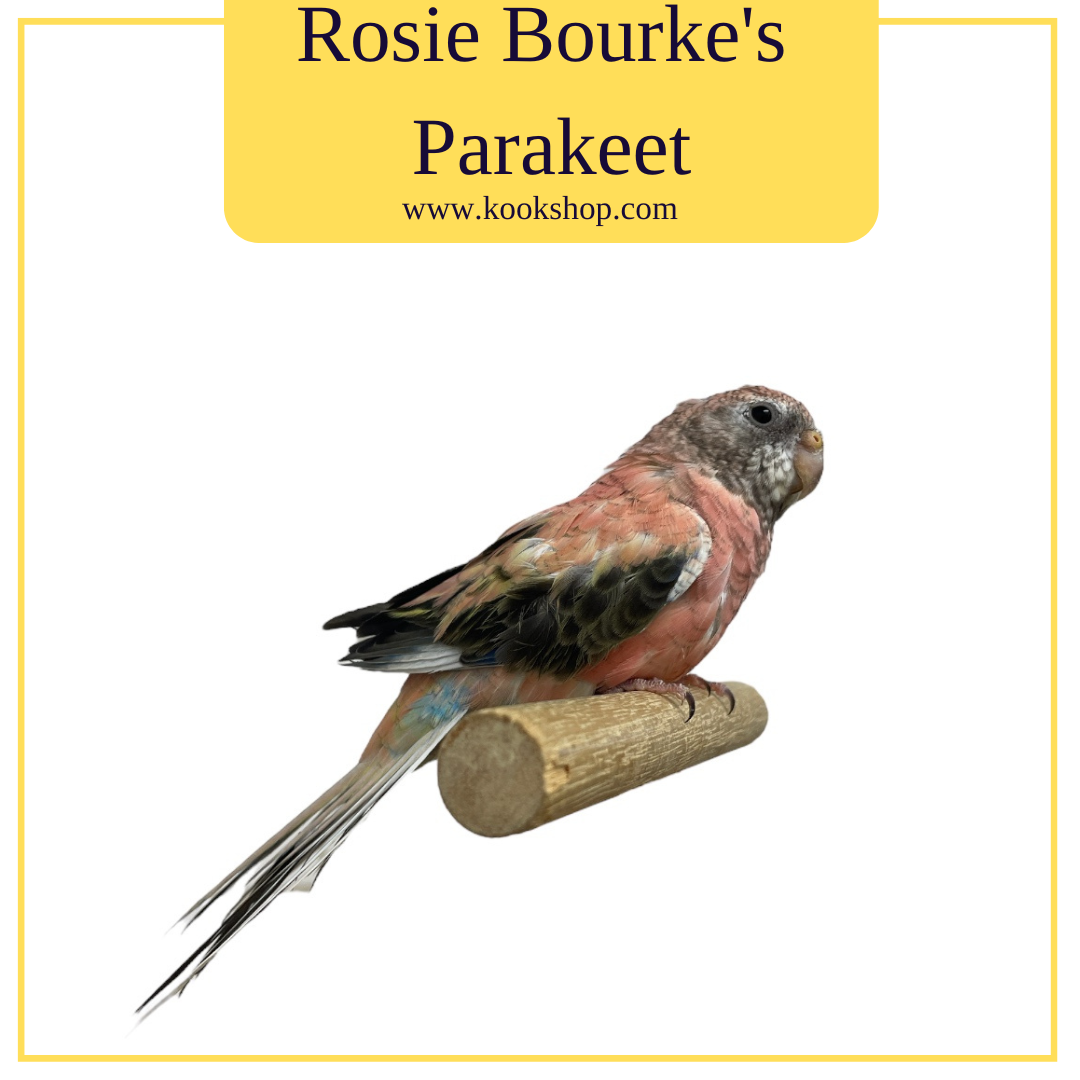 Rosie Bourke's Parakeet