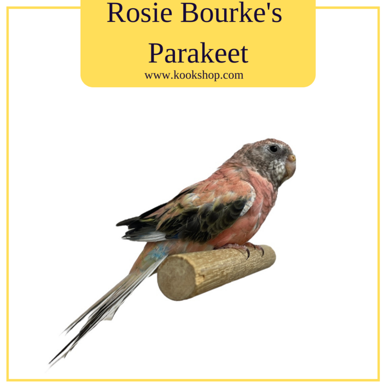 Rosie Bourke's Parakeet