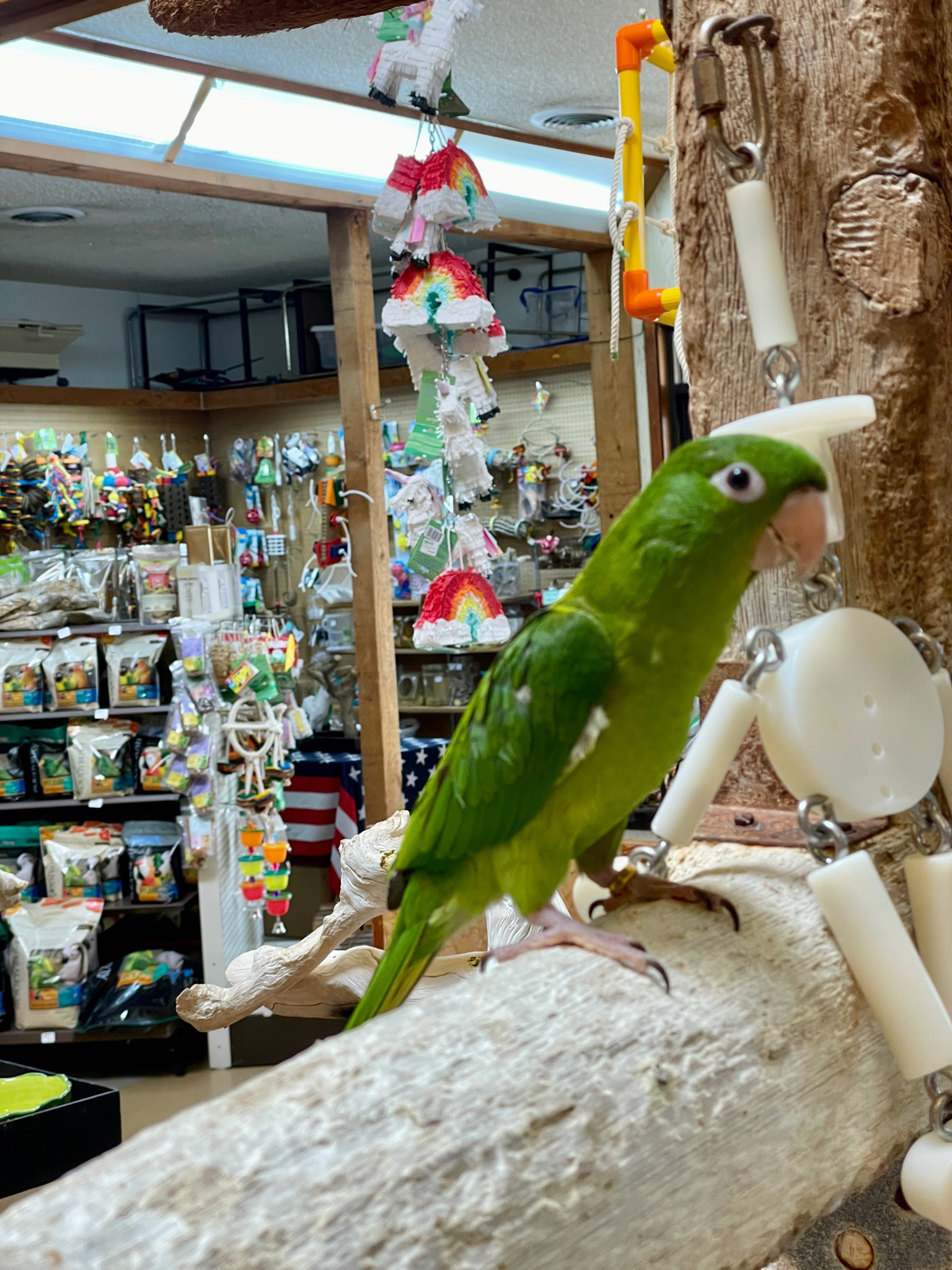 Mexican Green Conure
