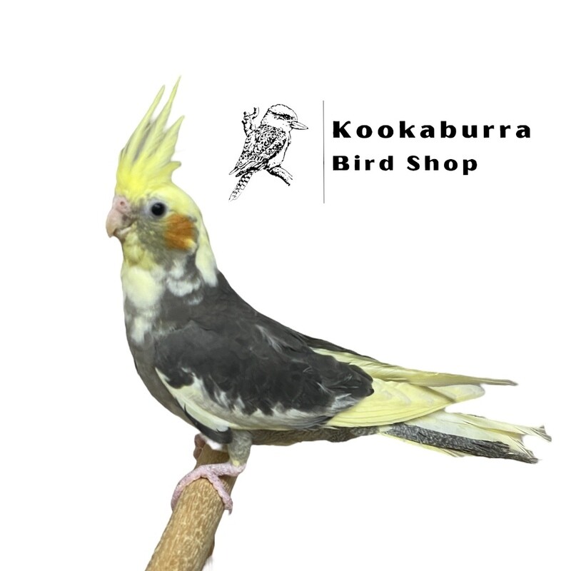 Cockatiel (Pied)