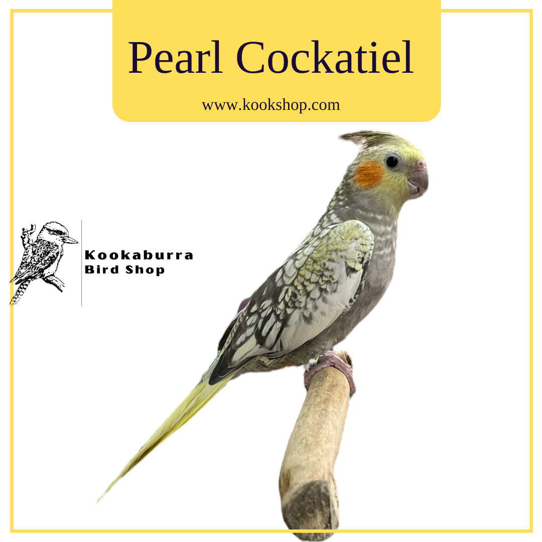 Pearl Cockatiel