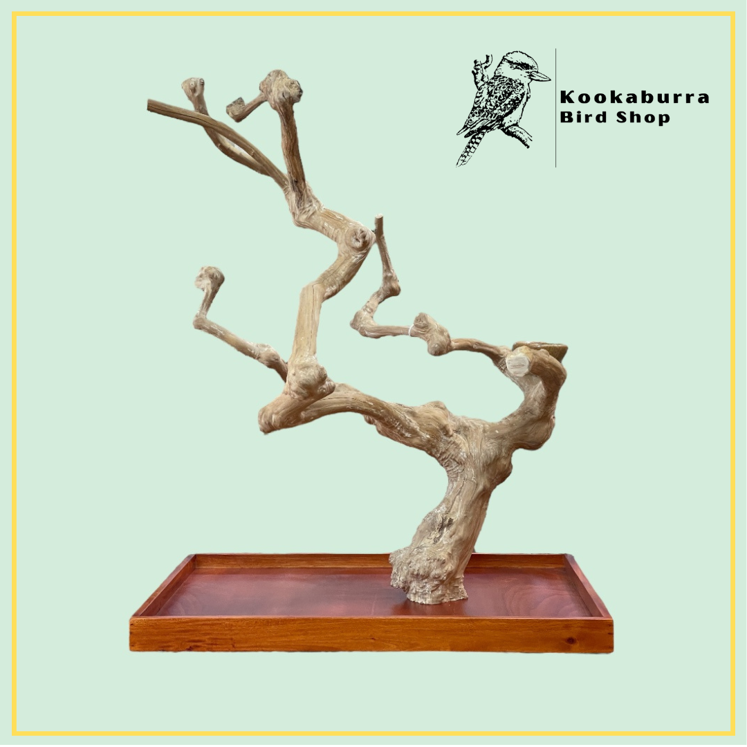 Large Table Top Java Tree