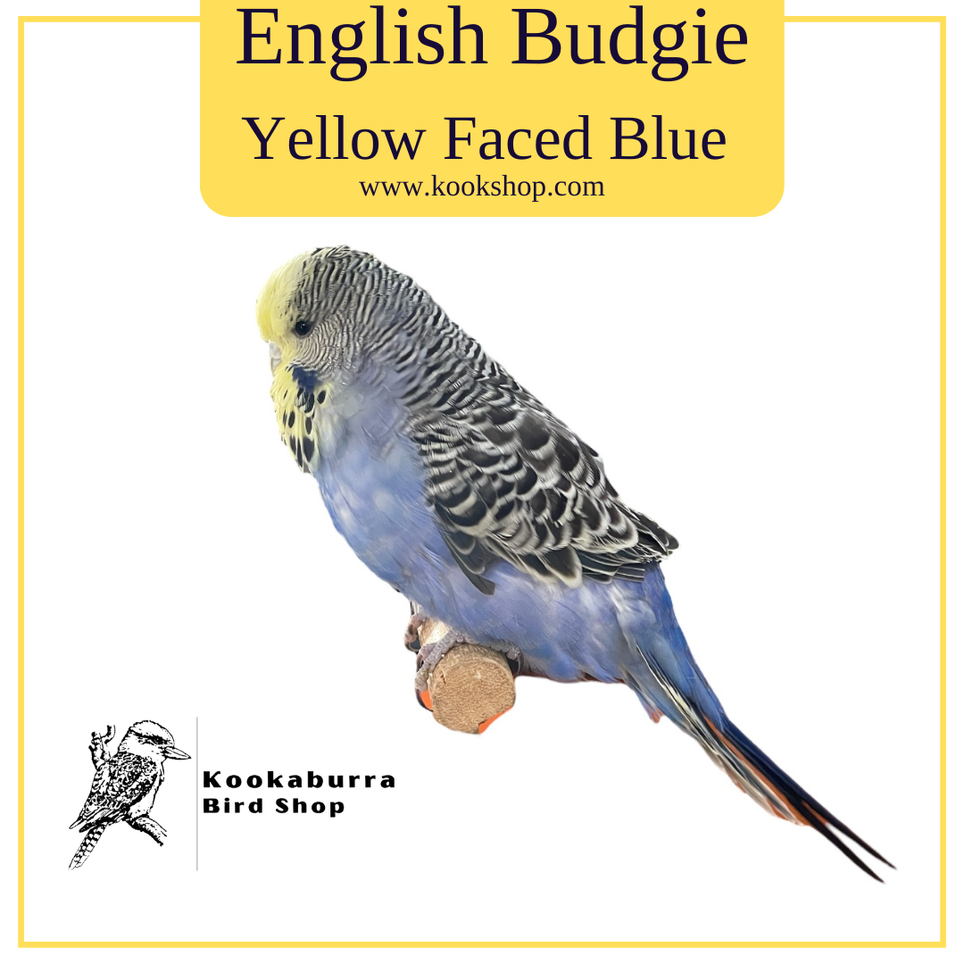 English Budgie (Yellow Faced Blue)