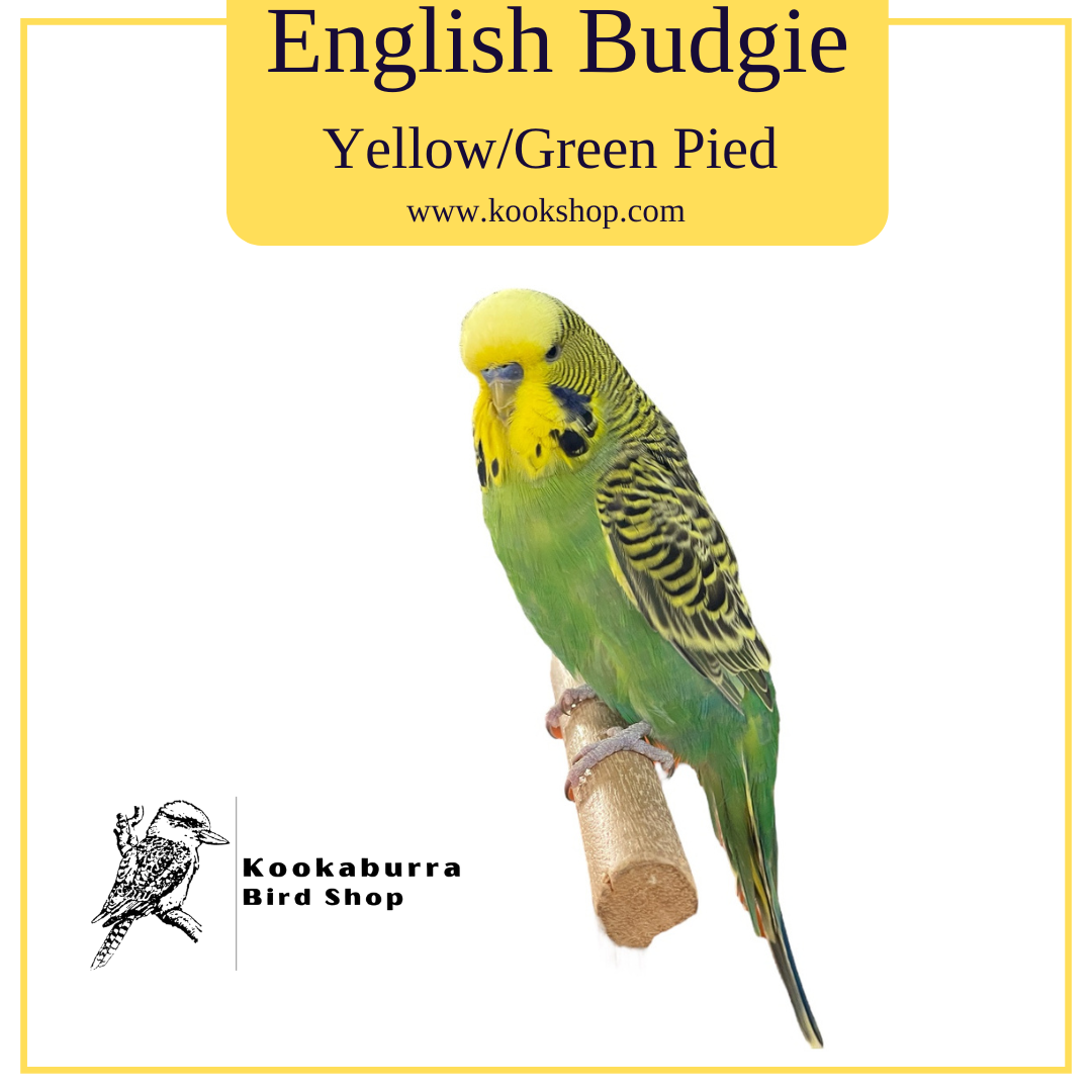 English Budgie (Yellow/Green Pied)
