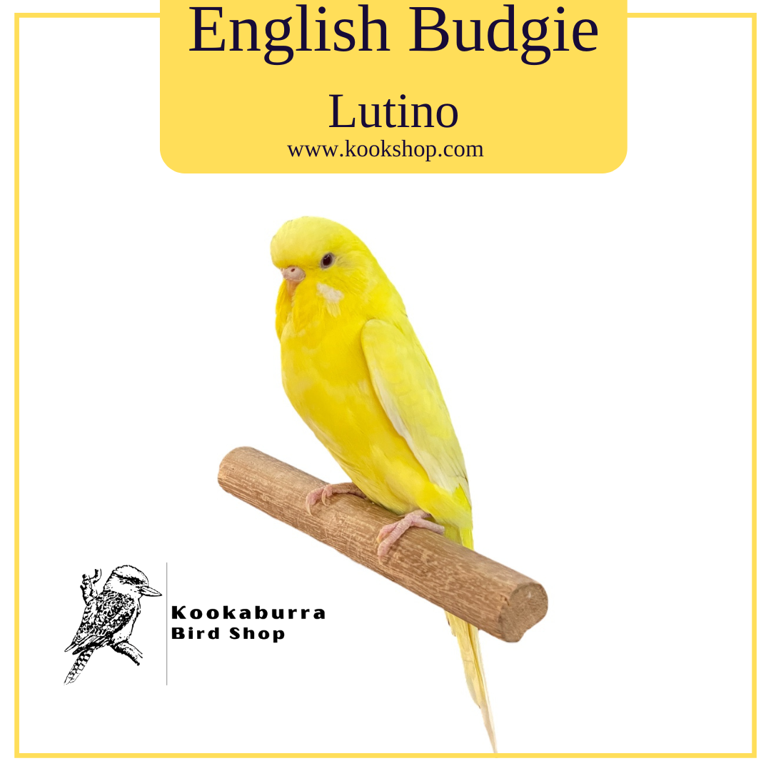 English Budgie (Lutino)