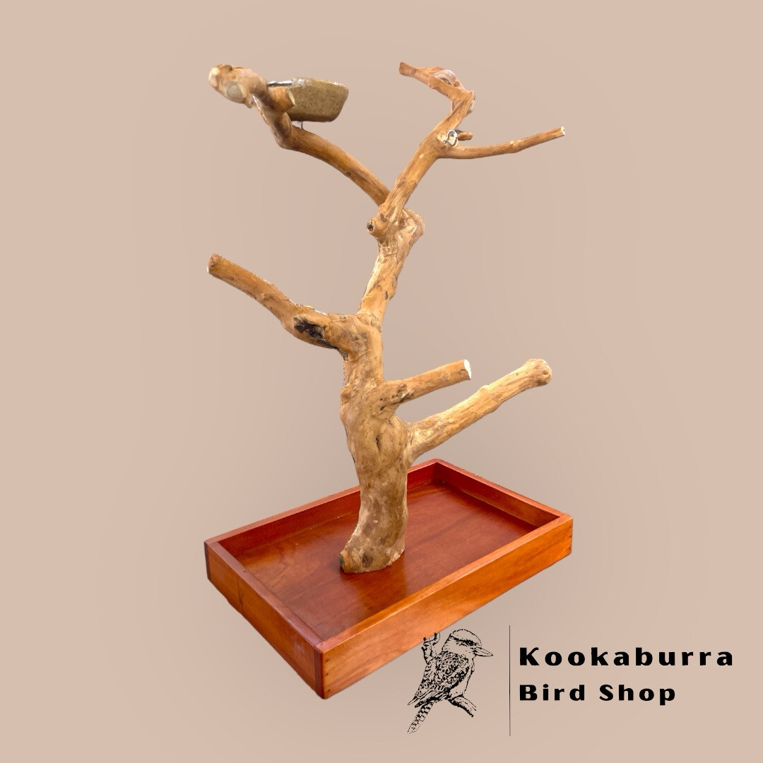 5 Tips to Help Stop Your Parrot From Screaming