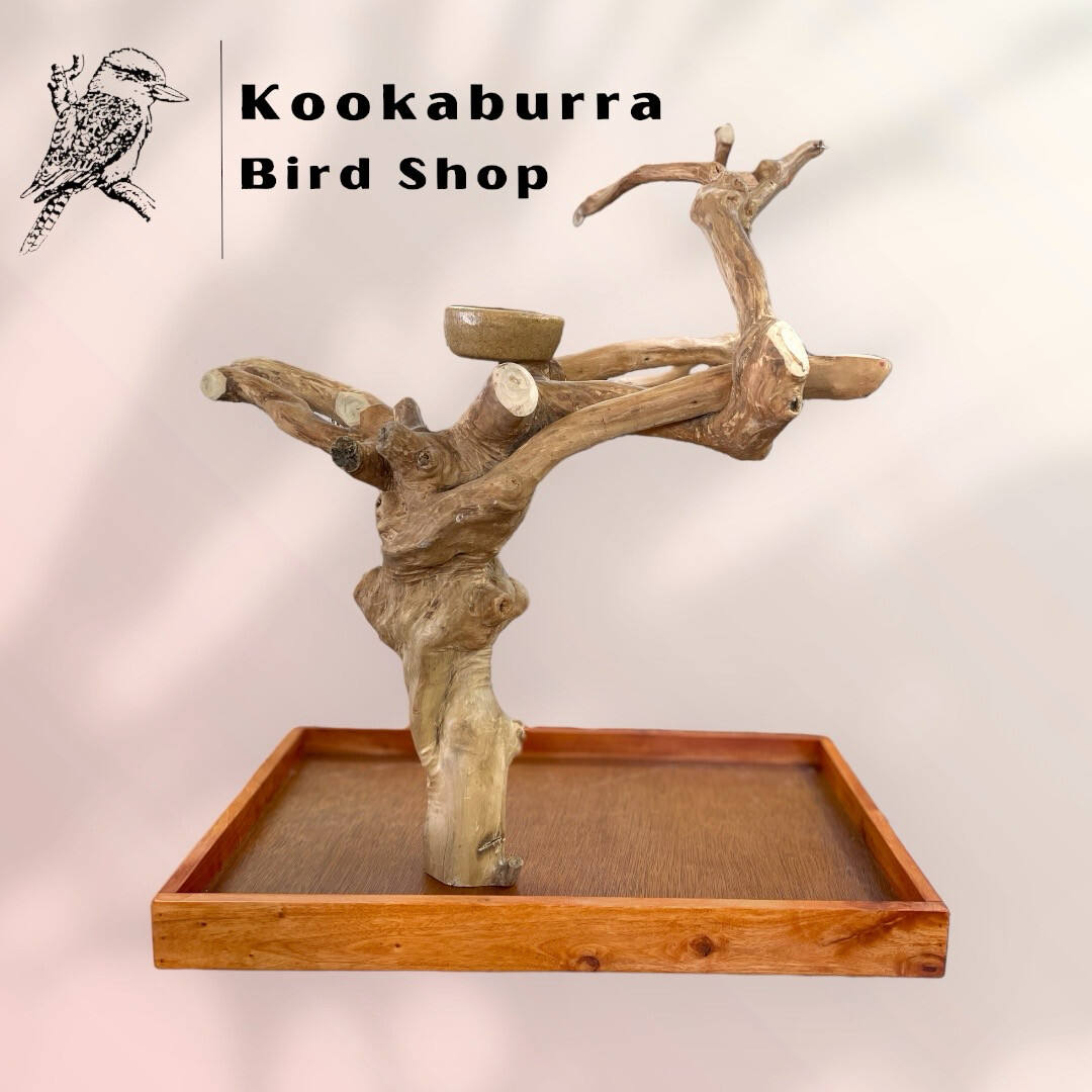 Ten Fun Facts about Quaker Parrots you should know!