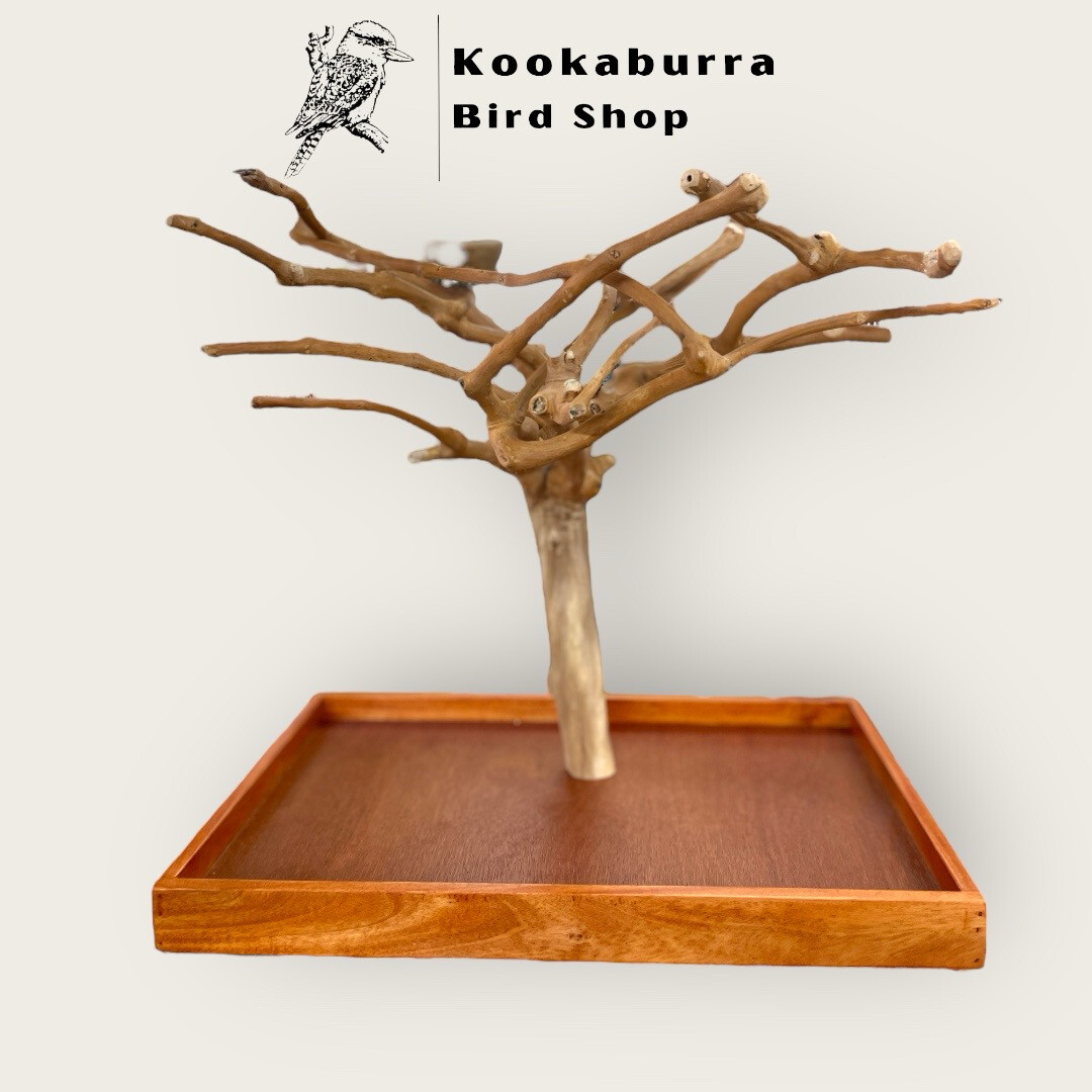 Ten Fun Facts about Quaker Parrots - you should know!