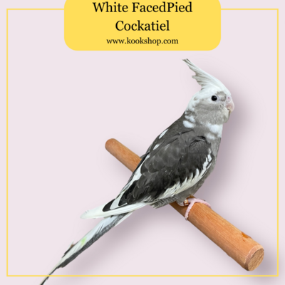 Cockatiel (White-faced Pied)