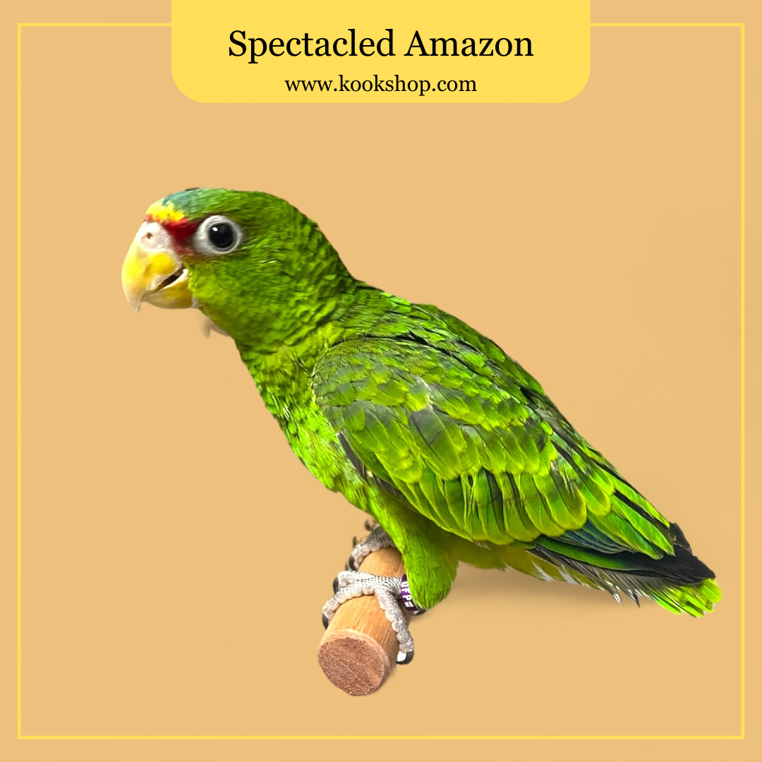Spectacled Amazon aka White Fronted