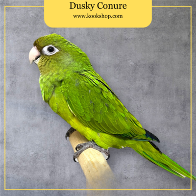 Dusky Conure