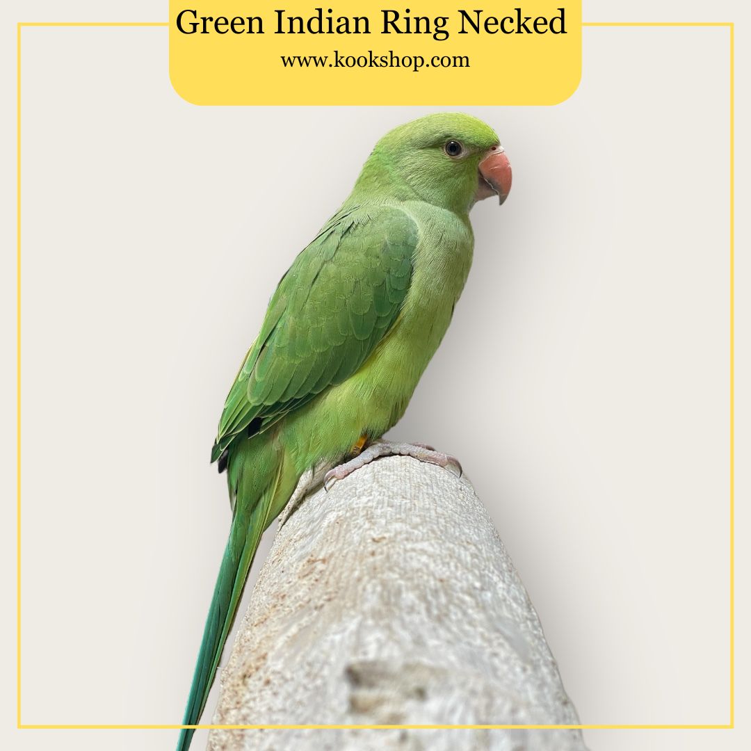 Green Indian Ring Necked Parakeet