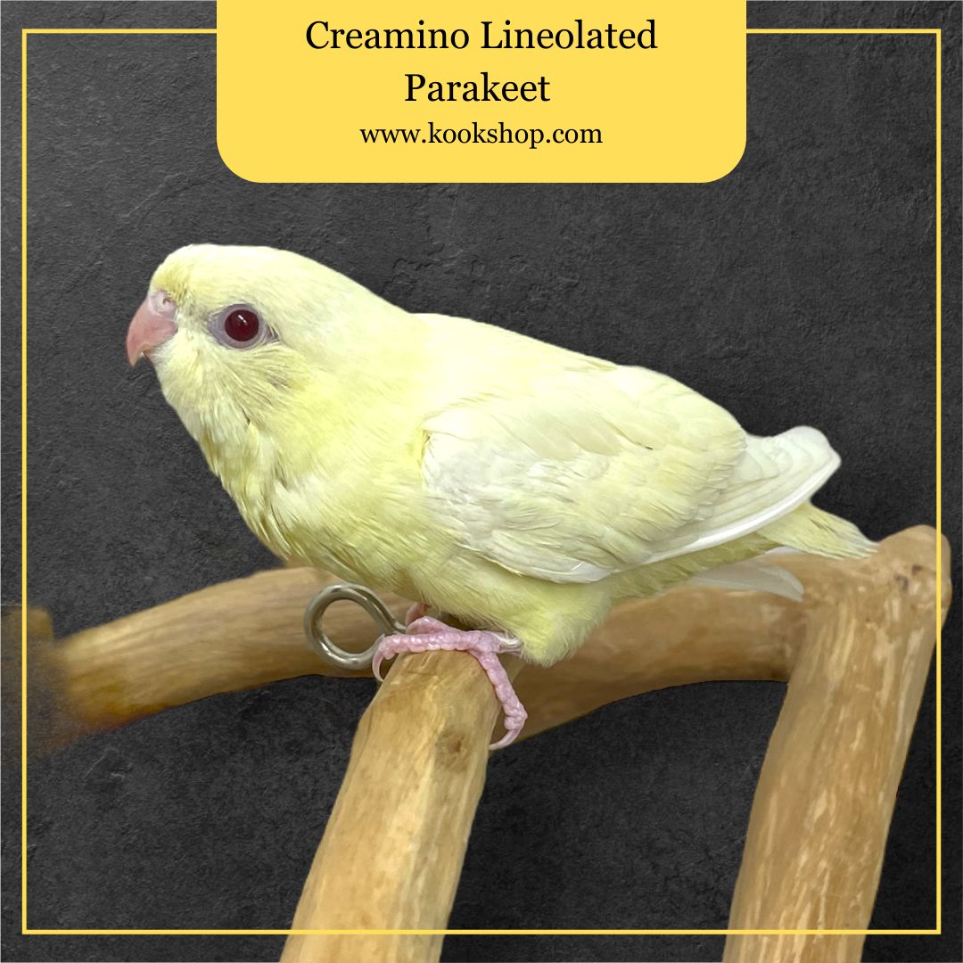 Lineolated Parakeet (Creamino)