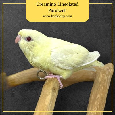 Lineolated Parakeet (Creamino)