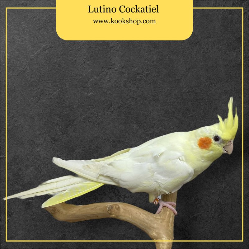 Lutino Pearl Cockatiel