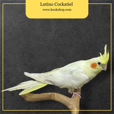 Lutino Pearl Cockatiel Lutino Pearl Cockatiel