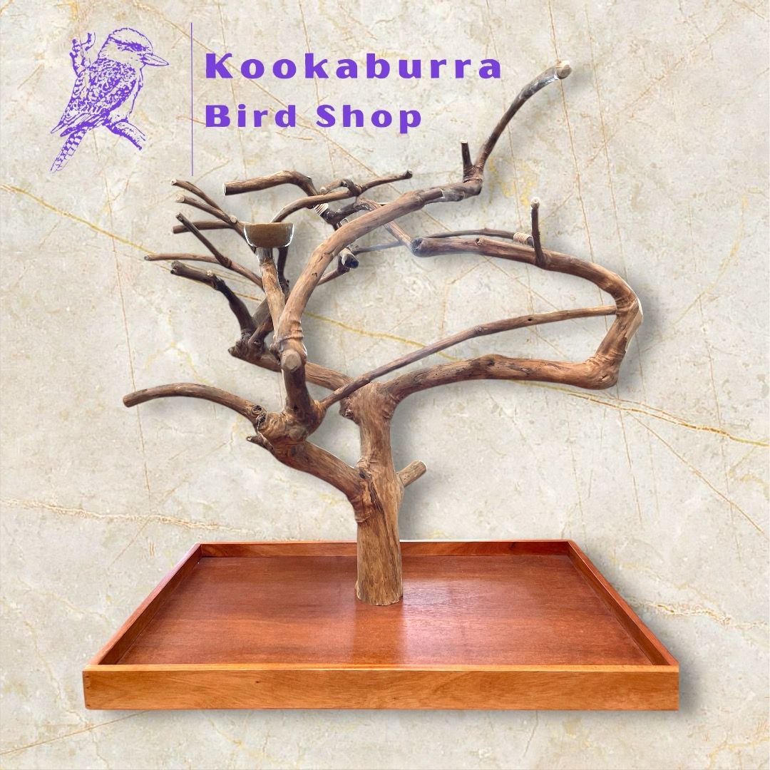 Large Table Top Java Tree