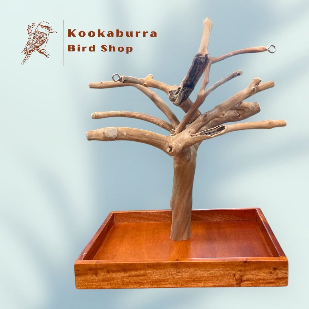 Small Table Top Java Tree