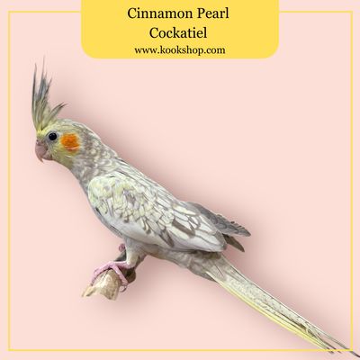Cockatiel (Cinnamon Pearl)