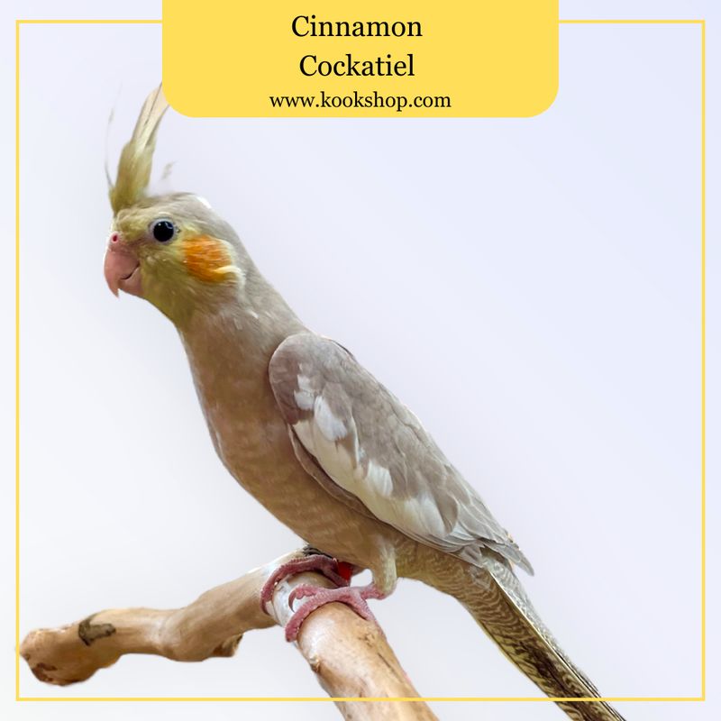 Cockatiel (Cinnamon)