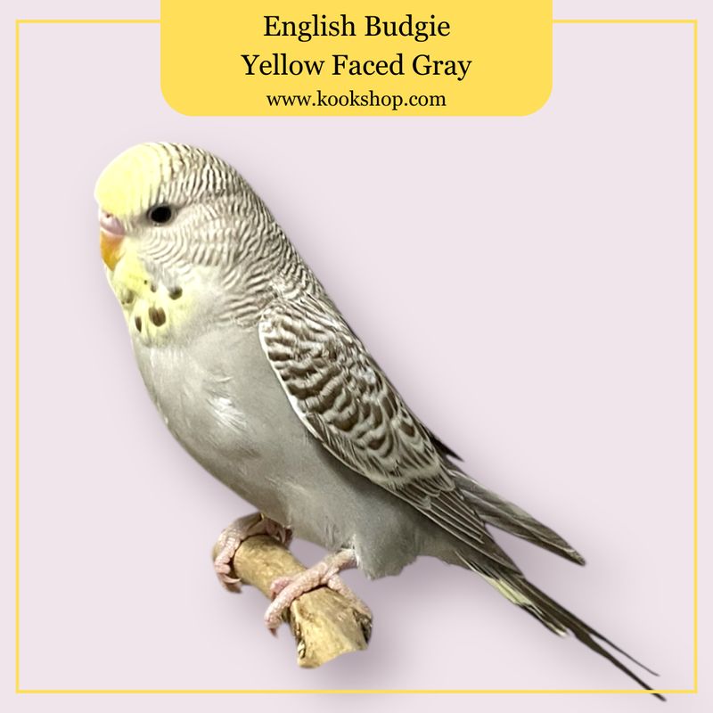 English Budgie (Yellow-faced Gray)