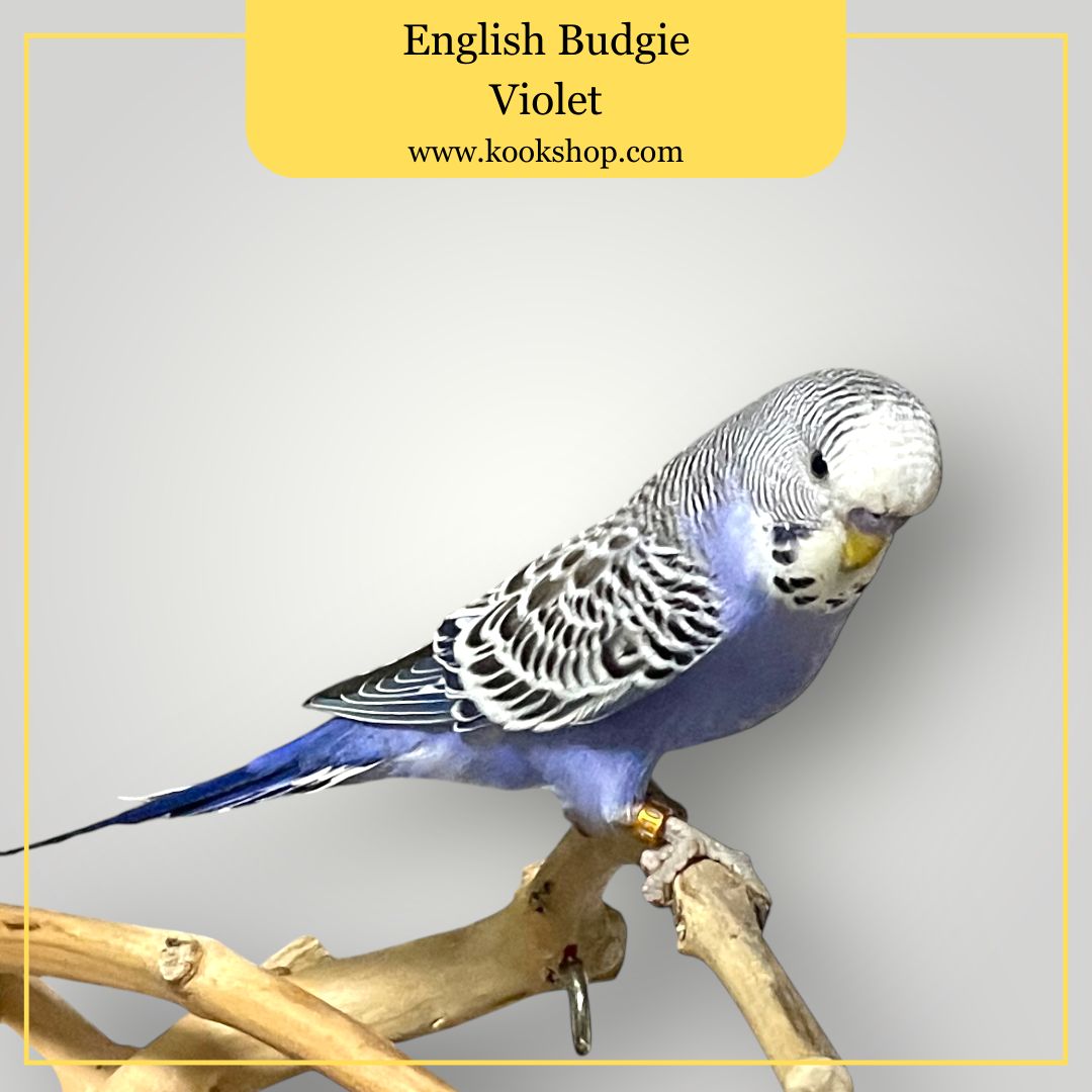 English Budgie (Violet)