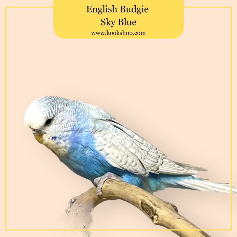 English Budgie (Sky Blue Pied)