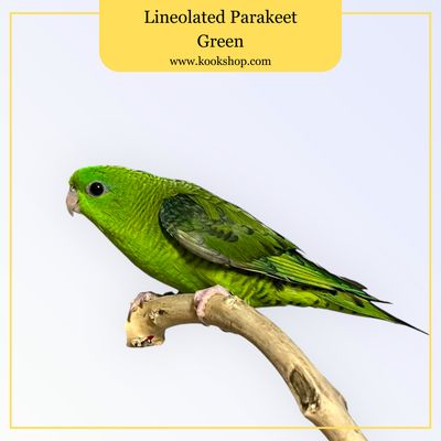 Lineolated Parakeet (Green)