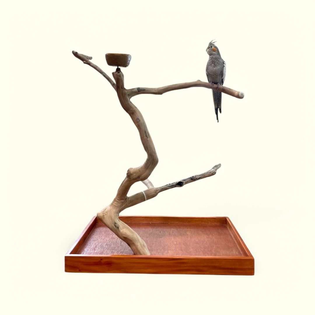 Medium Table Top Java Tree