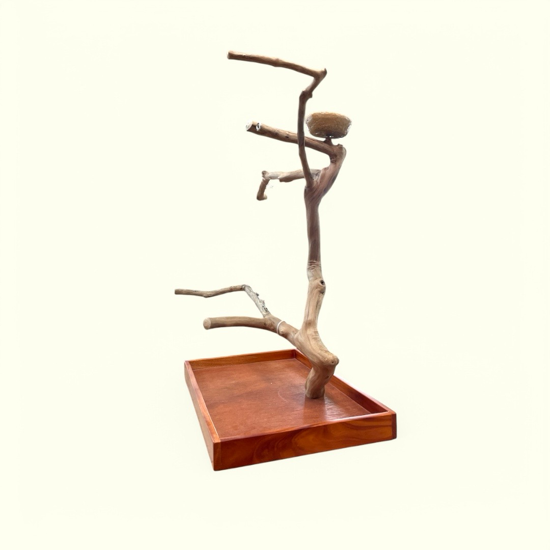Medium Table Top Java Tree
