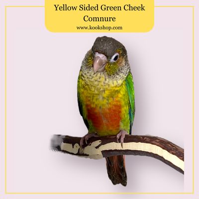 Yellow Sided Green Cheeked Conure