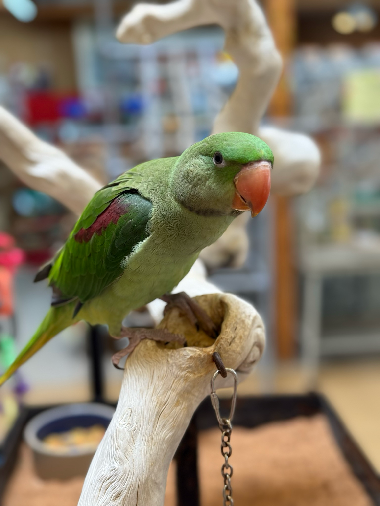 Alexandrine Parakeet